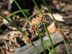 Chorizandra cymbaria