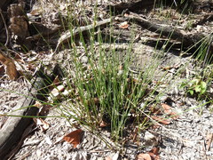 Chorizandra cymbaria