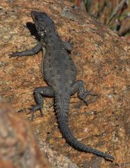 Karusasaurus polyzonus