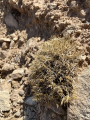 Dasyochloa pulchella