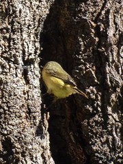 Acanthiza reguloides australis