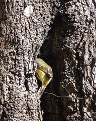 Acanthiza reguloides australis