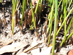 Chorizandra cymbaria