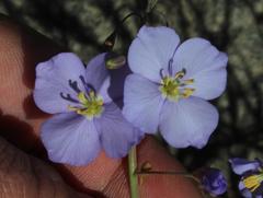 Heliophila trifurca