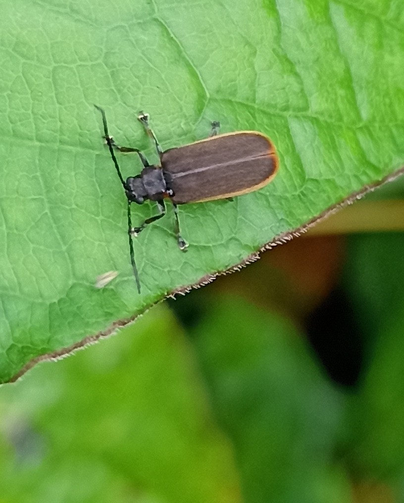 Atysa marginata