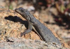 Karusasaurus polyzonus