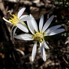 Olearia magniflora