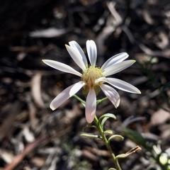 Olearia magniflora