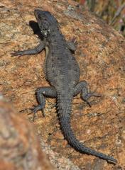 Karusasaurus polyzonus