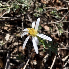Olearia magniflora