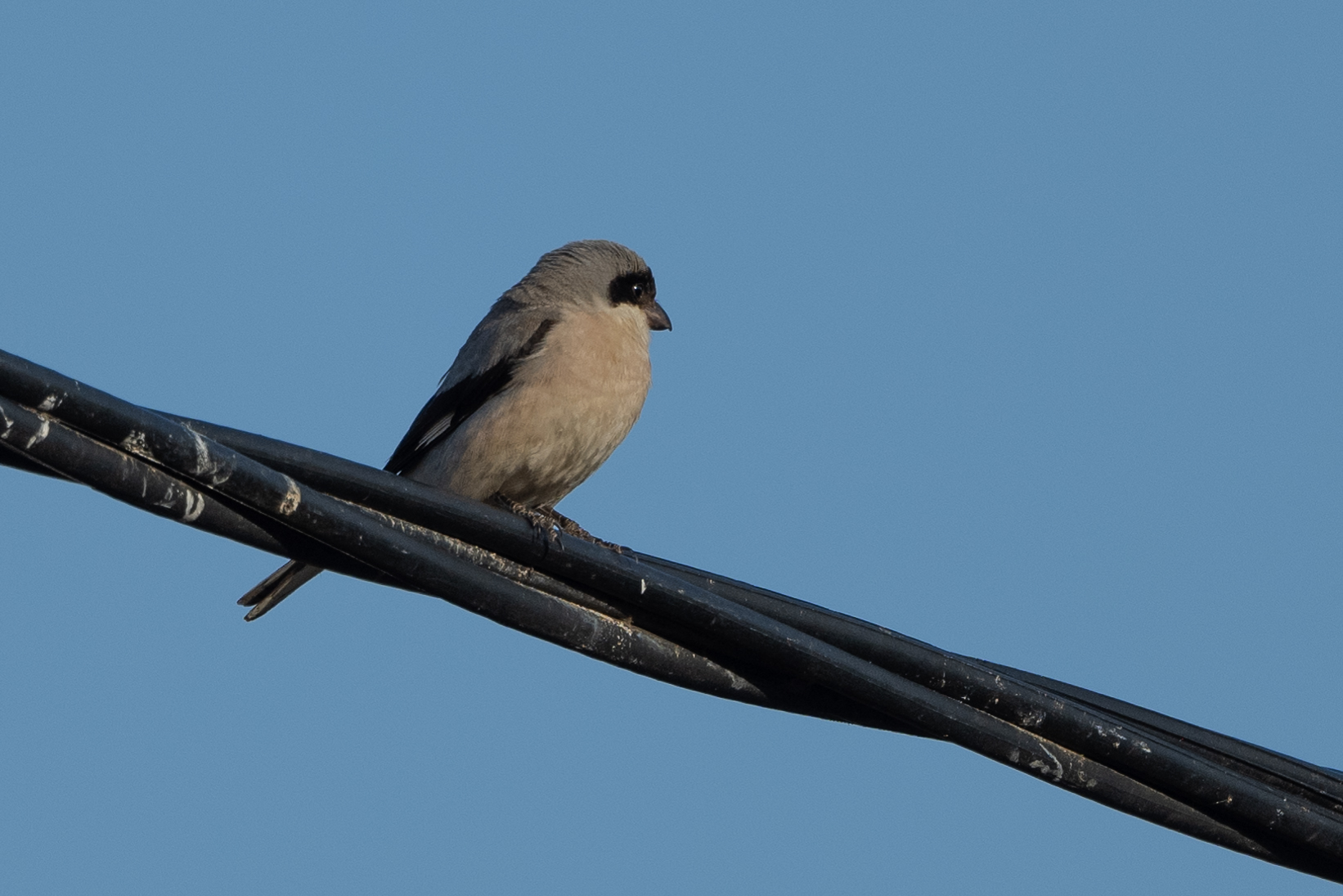 Lesser Grey Shrike
