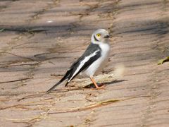 Prionops plumatus poliocephalus