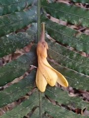 Xanthophyllum fragrans