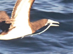 Platybelone argalus
