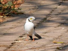 Prionops plumatus poliocephalus