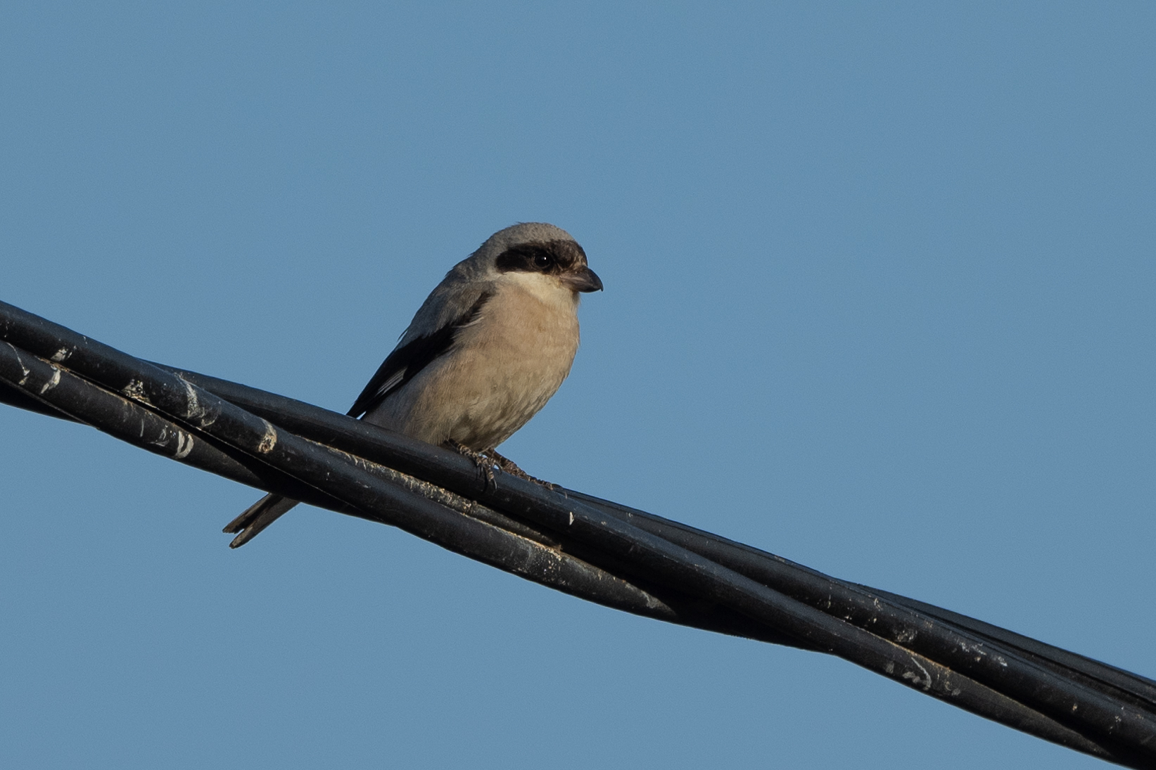 Lesser Grey Shrike
