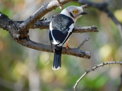 Prionops plumatus poliocephalus