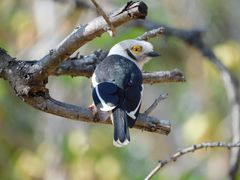 Prionops plumatus poliocephalus