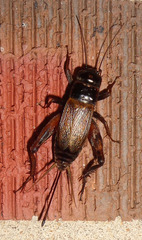 Gryllus rubens