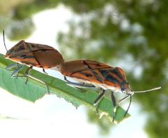 Spilostethus rivularis