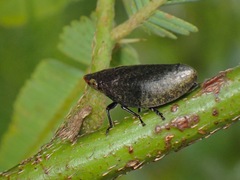 Plinia ampla