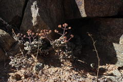 Crassula sericea sericea