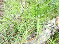 Carex stylosa