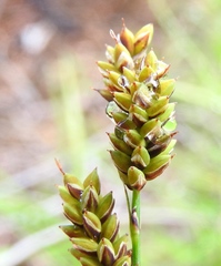 Carex stylosa