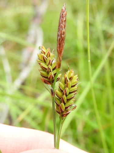 Carex stylosa iNat (1)