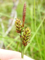 Carex stylosa