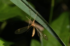 Tipula helvola