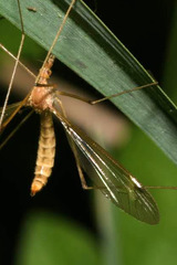 Tipula helvola
