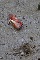 Tubuca arcuata image