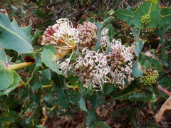 Hakea amplexicaulis