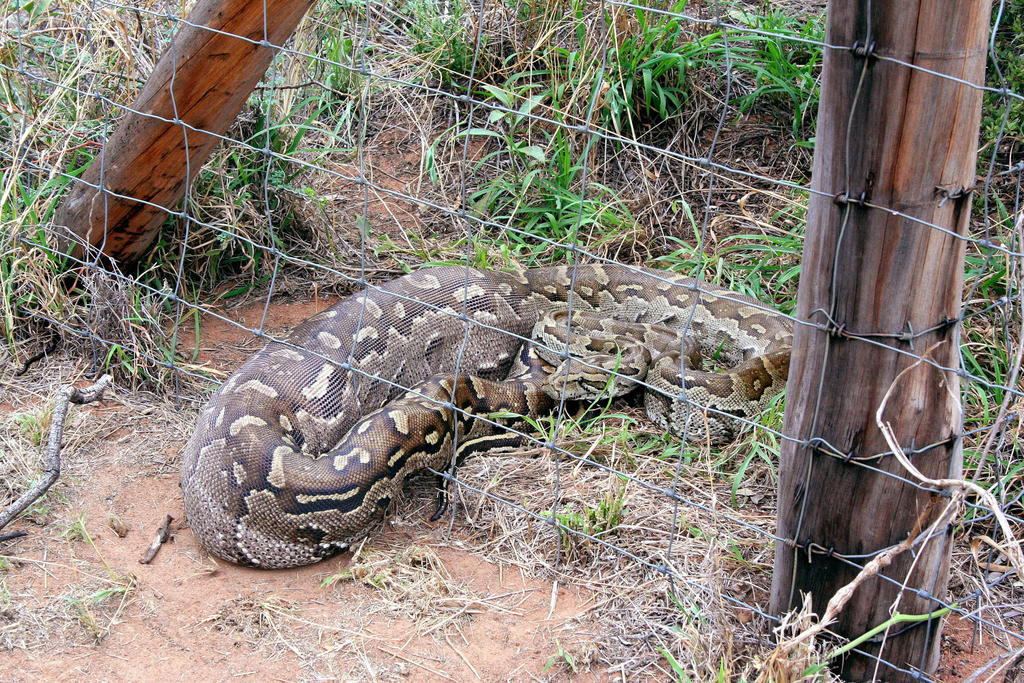 Southern African Python from Gaborone North on December 01, 2011 by ...
