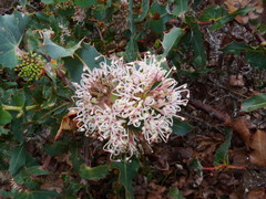 Hakea amplexicaulis