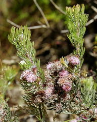 Fasciflorae