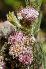 Fasciflorae