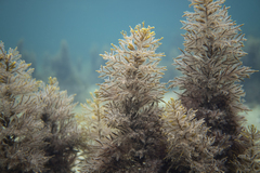 Caulocystis cephalornithos