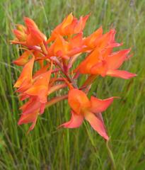 Disa ferruginea