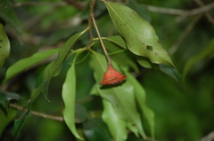 Licaria caudata