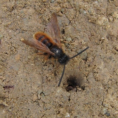Dasyscolia ciliata