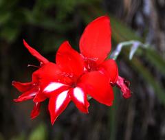 Gladiolus cardinalis