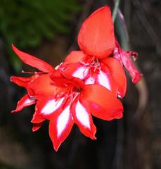 Gladiolus cardinalis