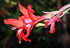 Gladiolus cardinalis