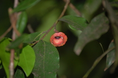 Licaria caudata