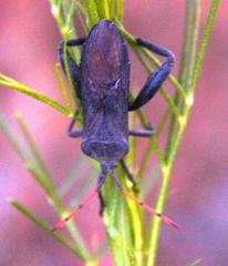 Anoplocnemis