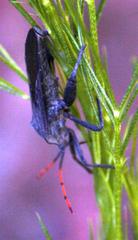 Anoplocnemis