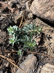 Euphorbia lurida