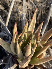 Dudleya cultrata